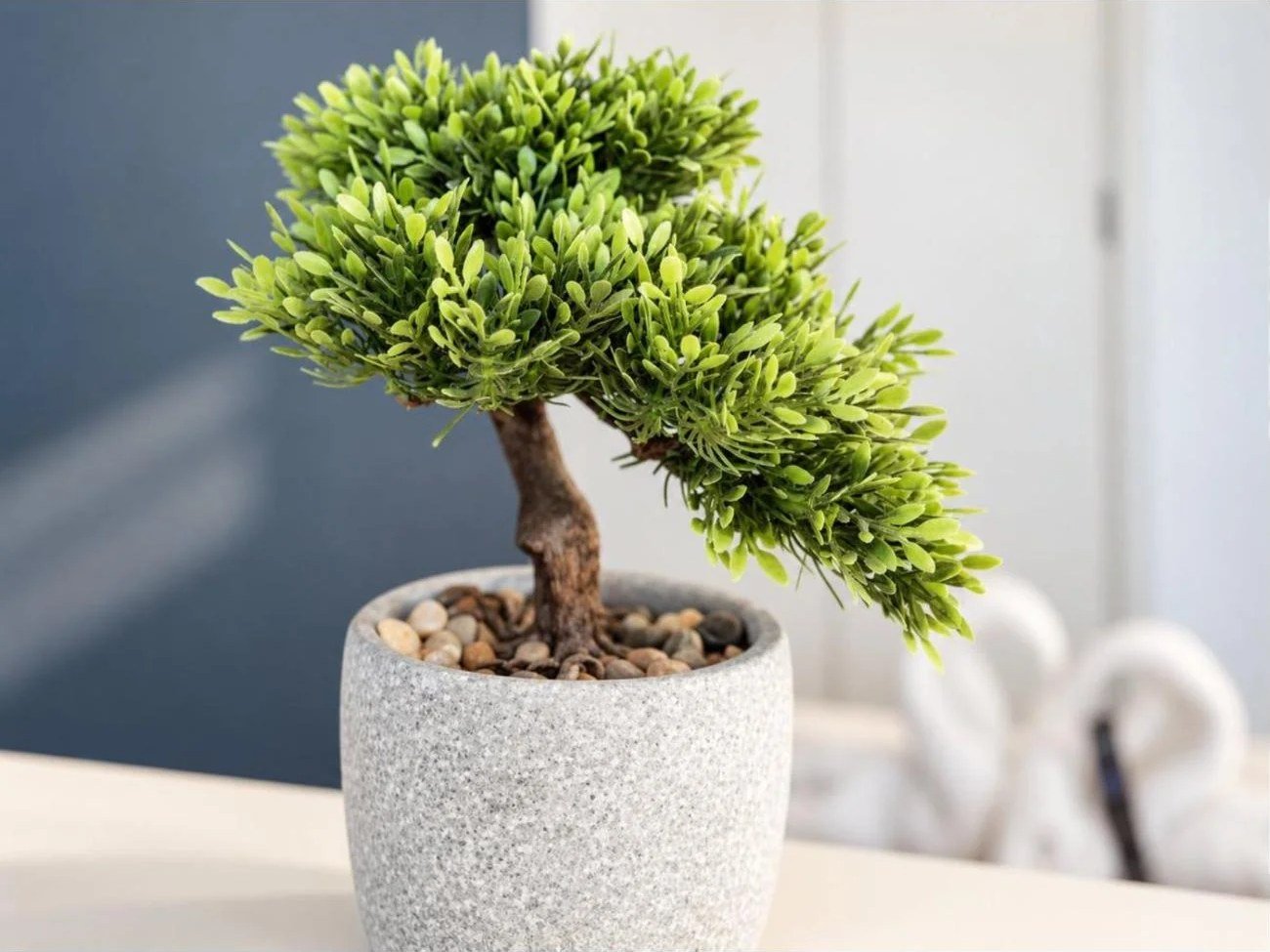 Styling detail shot of a bonsai plant in an Airbnb apartment, part of a Birmingham Airbnb photography set